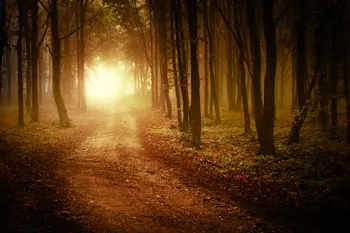light moving thru the forest