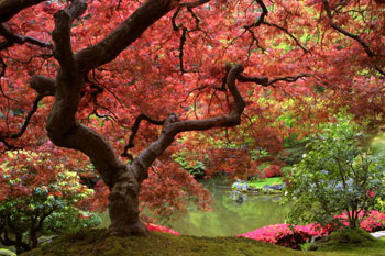tree on the border of a lake in oregon